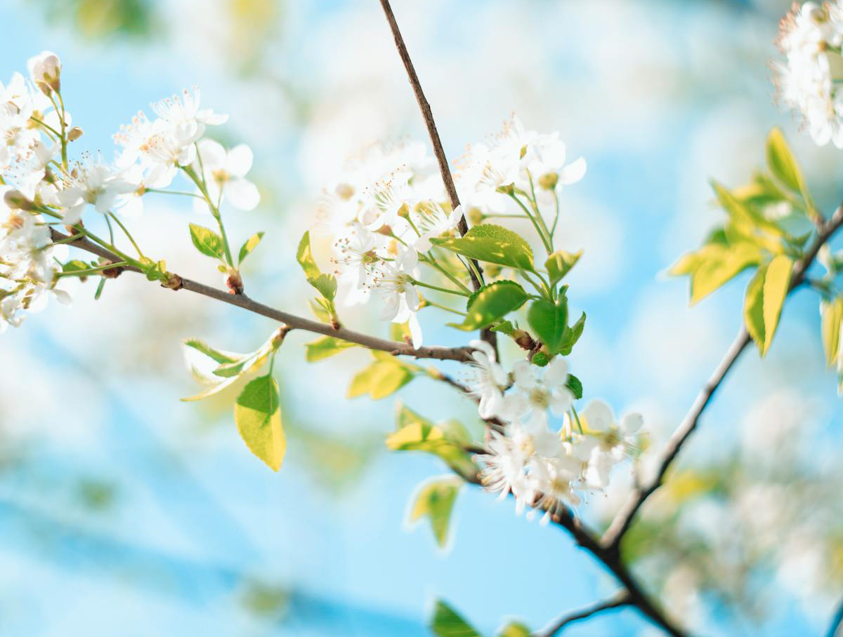 Spring blossom