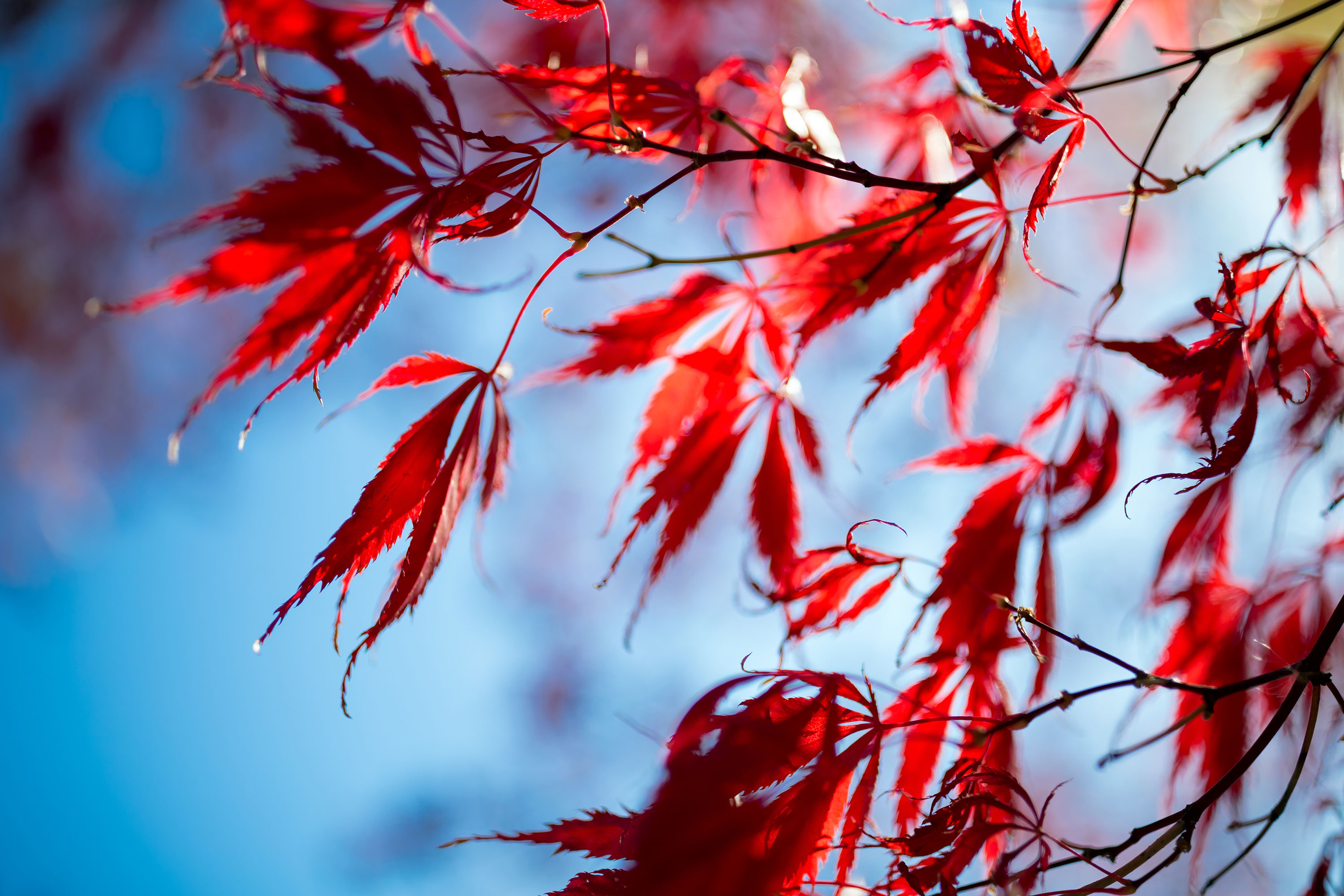 View Vol. 2 No. 2 (2021): Autumn Issue