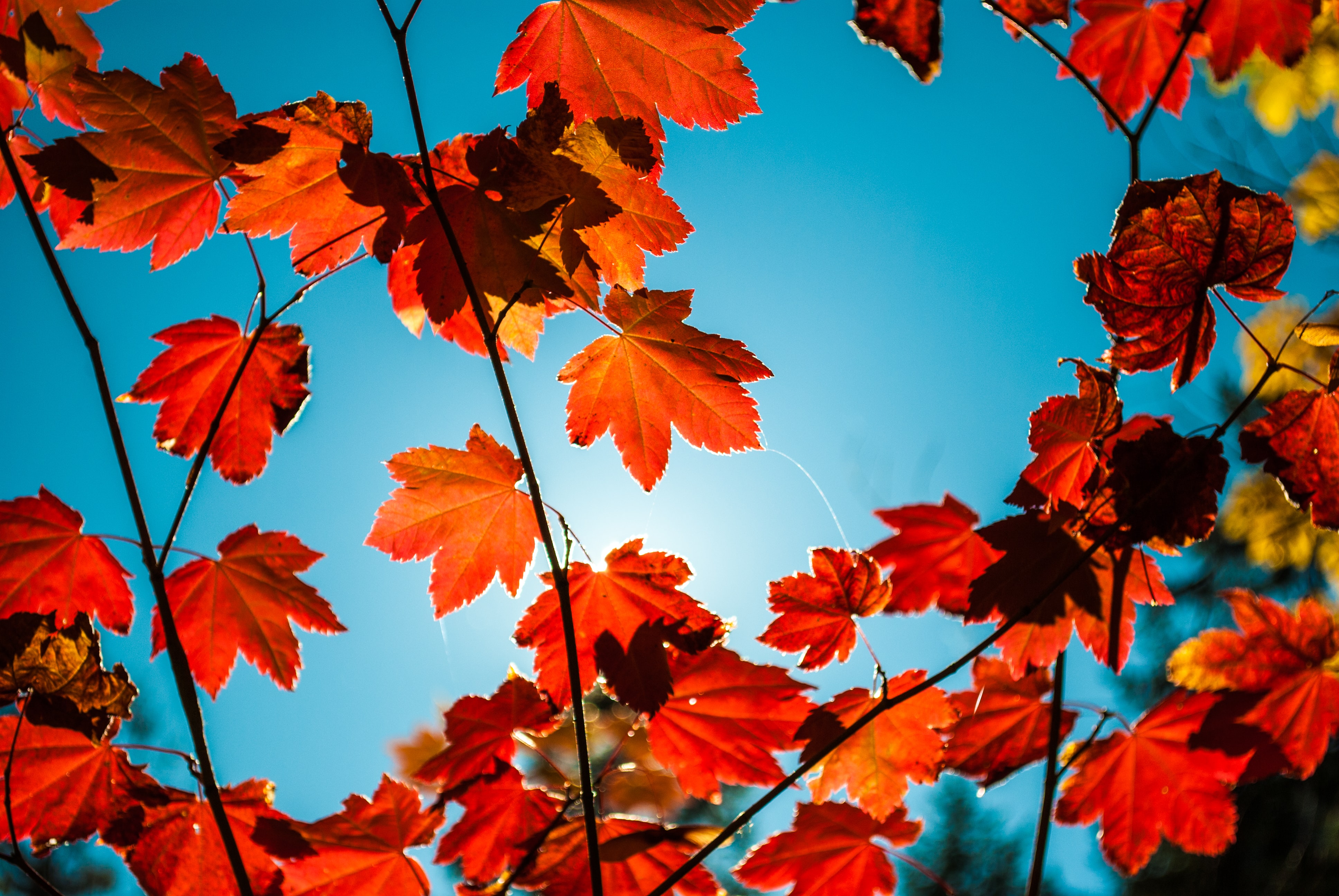 Autumn leaves